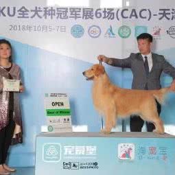 梦想之家金毛柴犬犬舍:济南市槐荫区省肿瘤医院附近