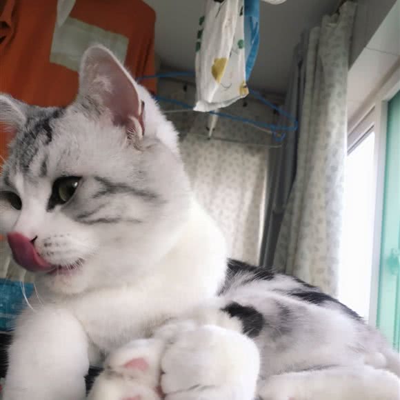 小花爸爸的猫舍(宠物店):济南市槐荫区交通学院附近