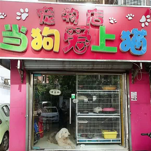 当狗爱上猫宠物:济南市天桥区火车站/堤口路附近