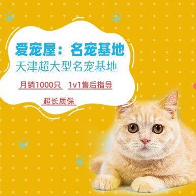 心宠优选·爱宠屋(万达店):天津城区河东区上杭路街/河东万达附近