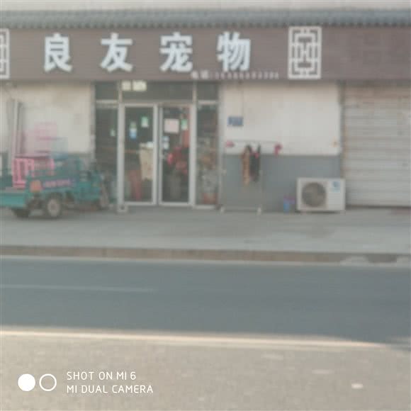 良友宠物:济南市天桥区蓝翔路附近