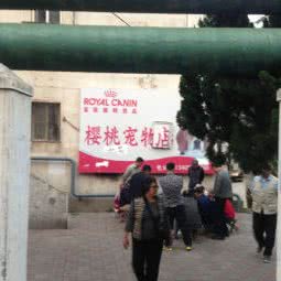 樱桃宠物:青岛市市南区火车站/团岛附近