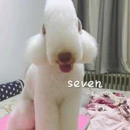贝灵顿梗犬美容寄养宠物用品专营:青岛市市北区海泊桥附近