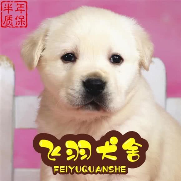 飞羽狗狗纯种犬舍猫舍:青岛市市北区海琴广场附近