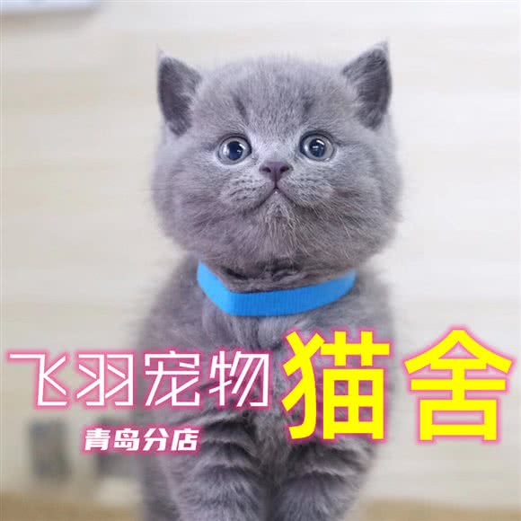 飞羽宠物猫纯种猫舍(洛阳路店):青岛市市北区海琴广场附近