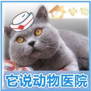 它说动物医院:青岛市市北区凯德广场附近
