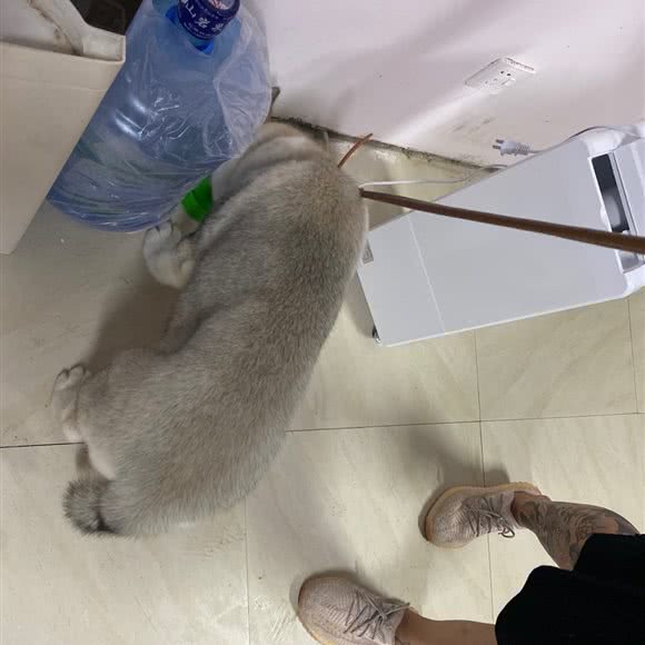 墩墩宠物:青岛市黄岛区开发区附近