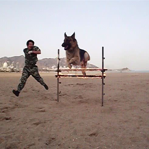 实权宠物训犬学校:青岛市崂山区崂山风景区附近