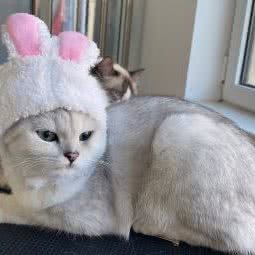 猫狗联萌宠物生活馆:青岛市李沧区书院路附近