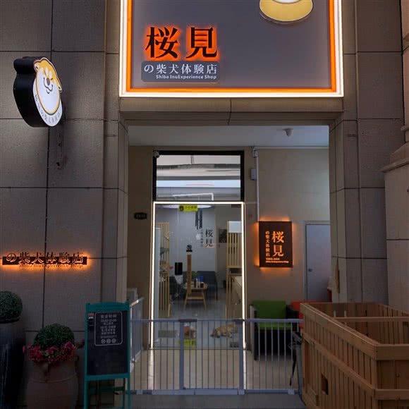 桜見柴犬体验店:青岛市城阳区正阳路附近