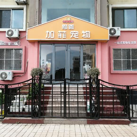 猫咖加菲宠物:青岛市城阳区农业大学/春阳路附近