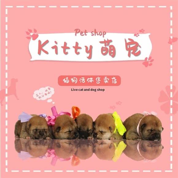 凯蒂萌宠:天津城区河东区工业大学附近