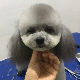 狗先生宠物会所:青岛市胶州市胶州市附近