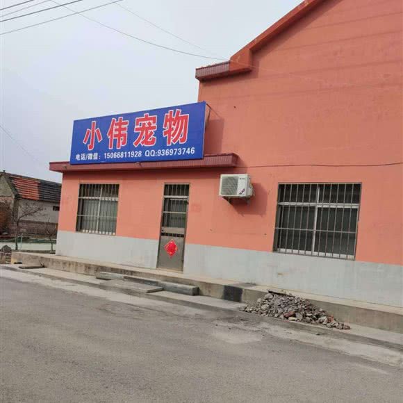 小伟宠物:青岛市胶州市胶州市附近