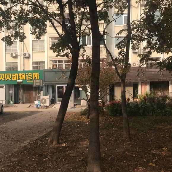 贝贝动物诊疗所:青岛市胶州市胶州市附近