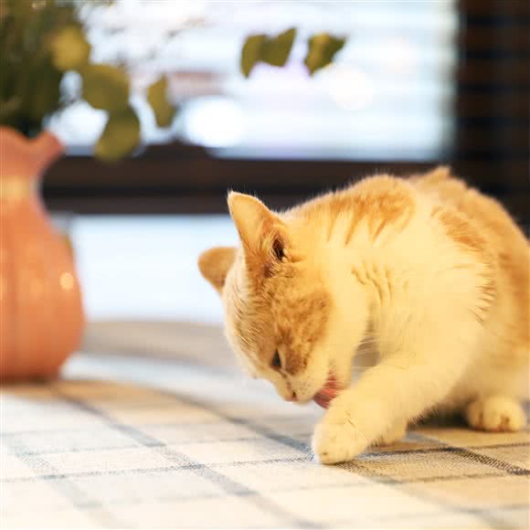 猫语喵音猫咪生活(万象汇店):淄博市张店区万象汇附近