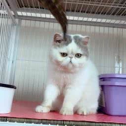 懒加菲猫舍:淄博市张店区人民东路附近