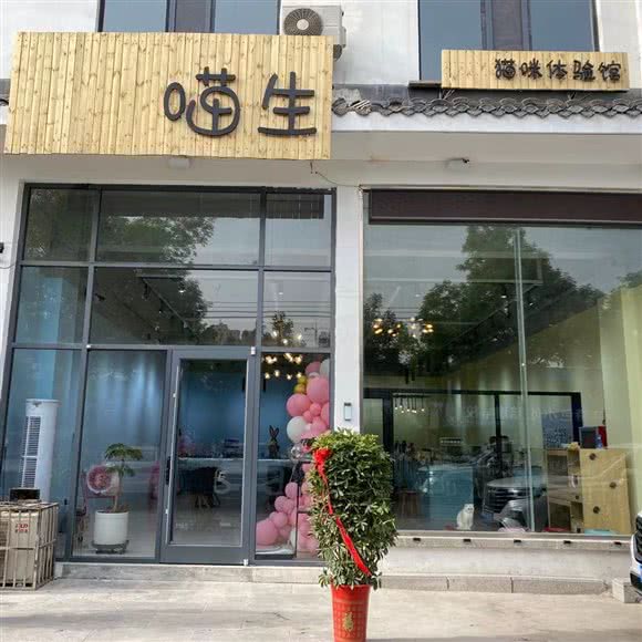 喵生?猫咪体验馆:枣庄市市中区人民路附近
