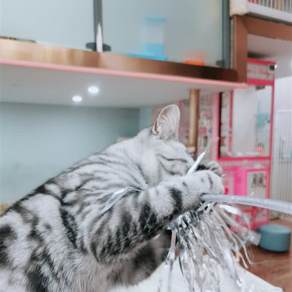 Elyse猫咖:东营市东营区东城银座附近