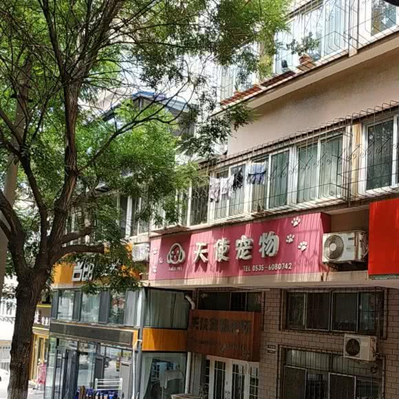天使宠物:烟台市芝罘区上夼美食街附近