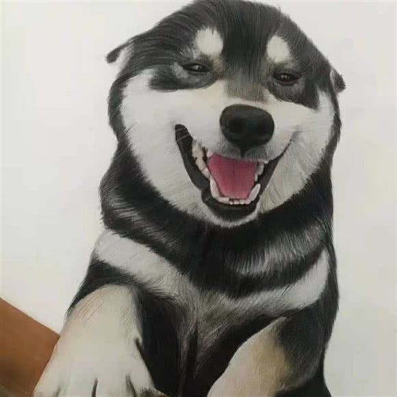Dog狗宠物酒店会所:烟台市芝罘区南山公园附近
