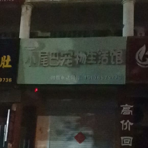 小尾巴宠物生活馆:烟台市福山区崇文街附近