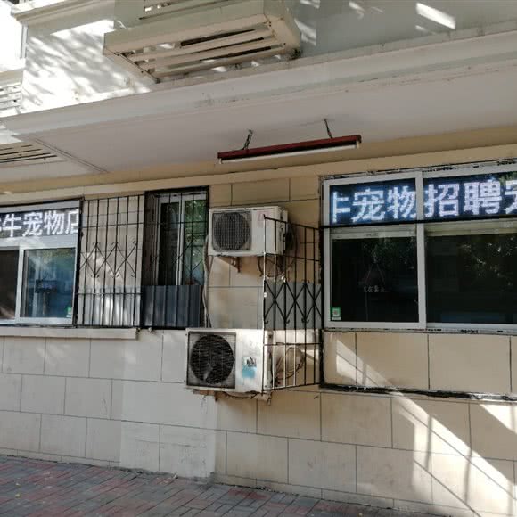 牛牛宠物店:天津城区河西区宾西附近