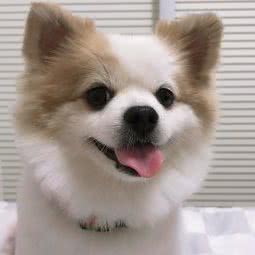 BJL狗狗会所:潍坊市奎文区北王佳乐家附近
