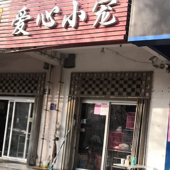 关爱小宠:济宁市任城区济安桥路附近