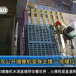 波姐宠物家庭寄养:天津城区南开区老城厢/鼓楼附近