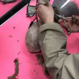 我爱我宠宠物诊所:泰安市泰山区南湖路附近