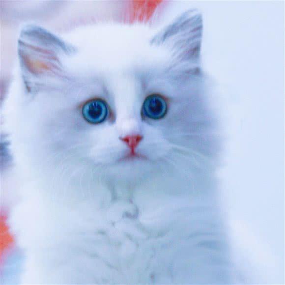 猫掌柜布偶矮脚 英短猫舍:天津城区南开区老城厢/鼓楼附近