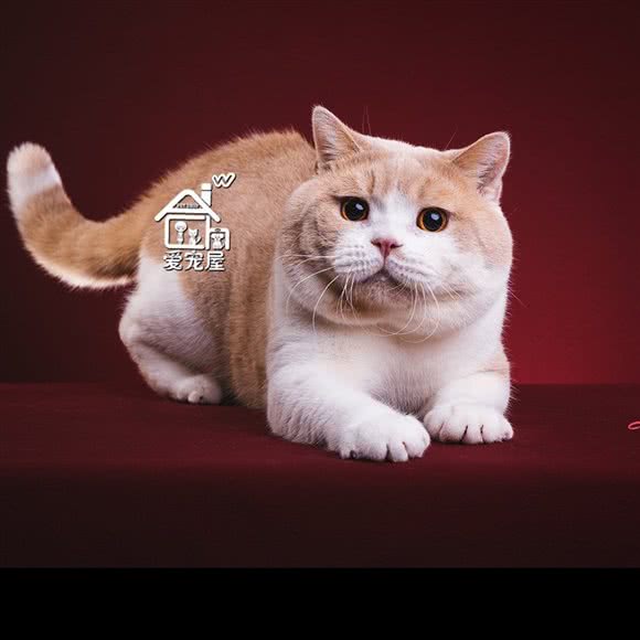爱宠屋pet shop:天津城区南开区时代奥城附近