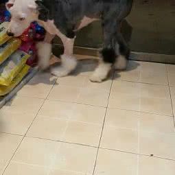 昔瞳宠物会所:天津城区南开区时代奥城附近