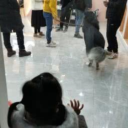 芒果宠艺:日照市东港区市政府附近