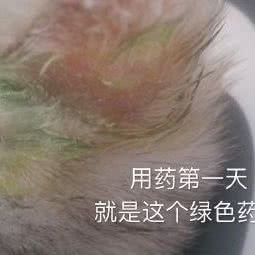 我宠我爱宠物医院:日照市东港区万平口风景区附近