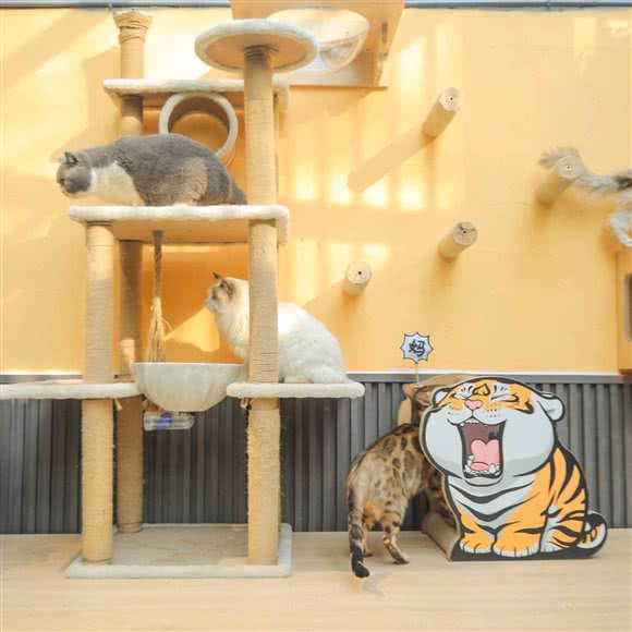 猫性猫咖:临沂市兰山区人民广场附近
