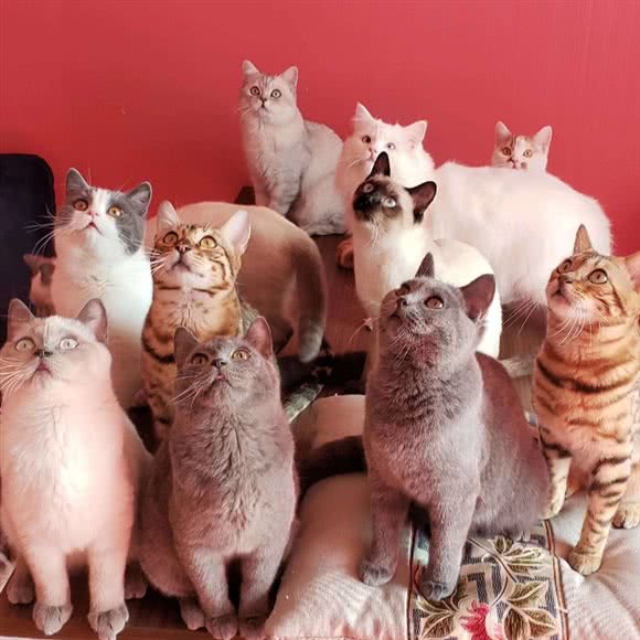 辰时猫咖:临沂市兰山区人民广场附近