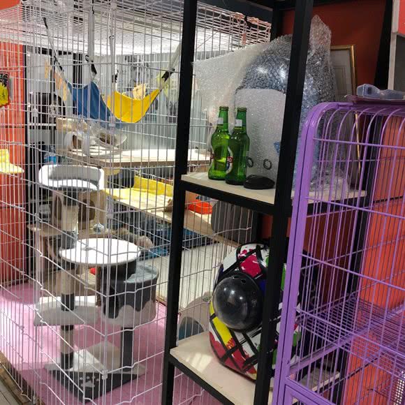 斯奈克宠物(水安路店):临沂市兰山区临西五路附近