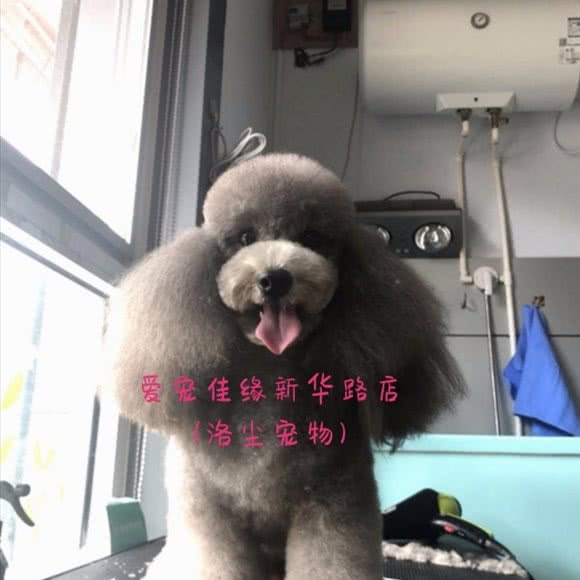 洛尘宠物生活馆(爱宠佳缘新华路店):临沂市兰山区火车站附近