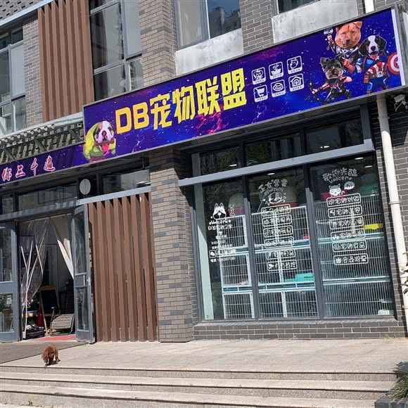 DB宠物联盟:临沂市兰山区解放路附近