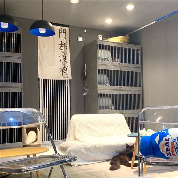 易安猫舍·猫咖撸猫馆:临沂市兰山区解放路附近
