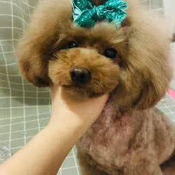 桐桐小窝宠物家庭寄养:天津城区南开区王顶堤/华苑附近