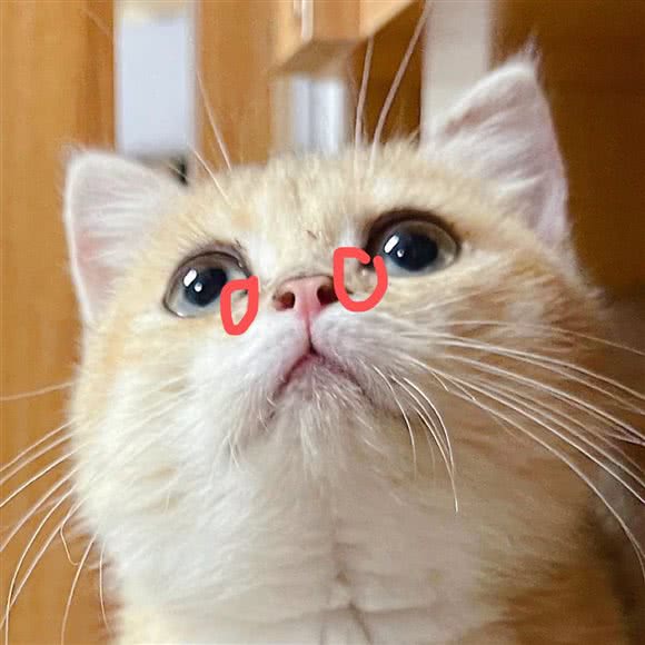 汤姆家的猫:临沂市河东区东方城附近