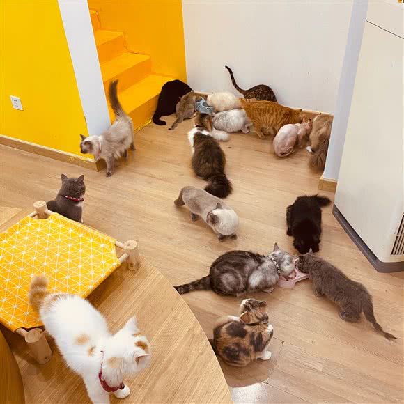 米欧喵喵屋猫咖:德州市德城区万达广场附近