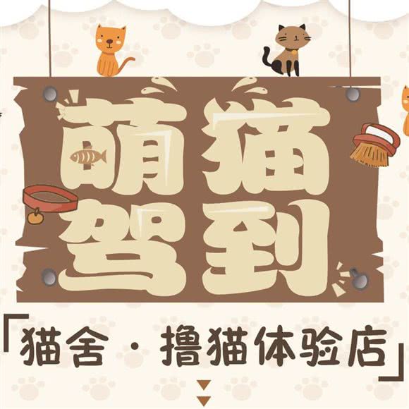 萌猫驾到:天津城区南开区密云路附近