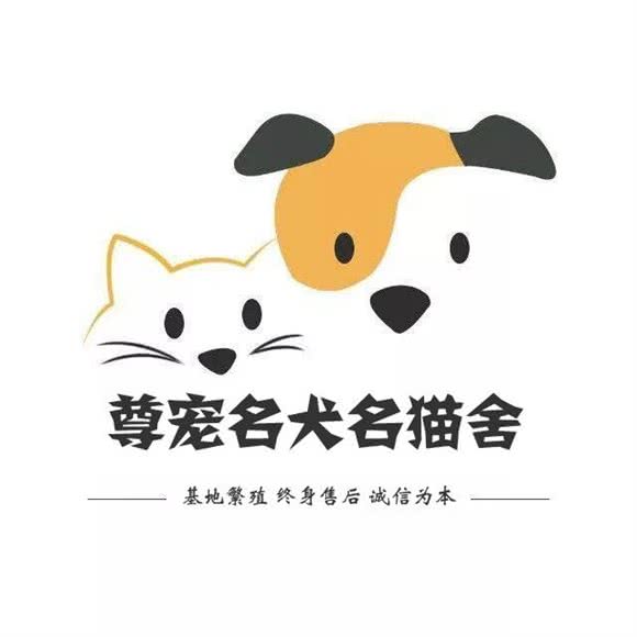 尊宠名犬名猫舍:北京城区朝阳区蓝色港湾附近