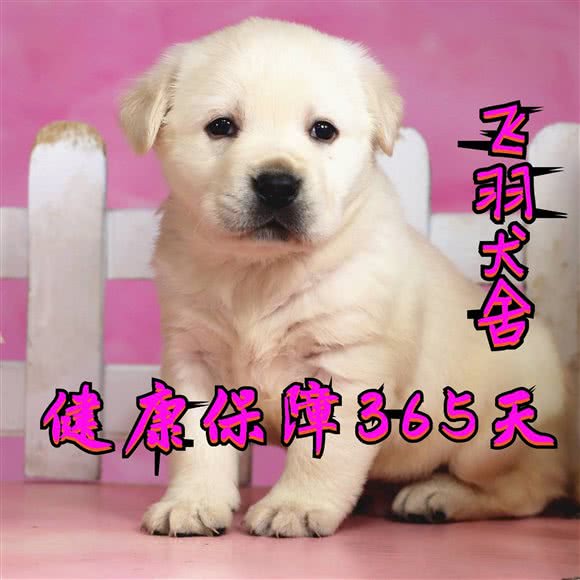 飞羽小狗纯种犬舍:郑州市管城回族区富田太阳城附近