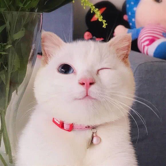 甜茶猫舍:郑州市金水区国贸360附近