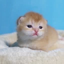 慕雪萌猫:郑州市金水区东风路附近